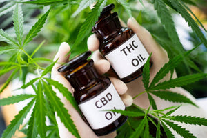 THC-Free CBD for Daily Balance: What to Expect and How to Use It