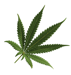 CBD News and Updates from Gold Medal CBD