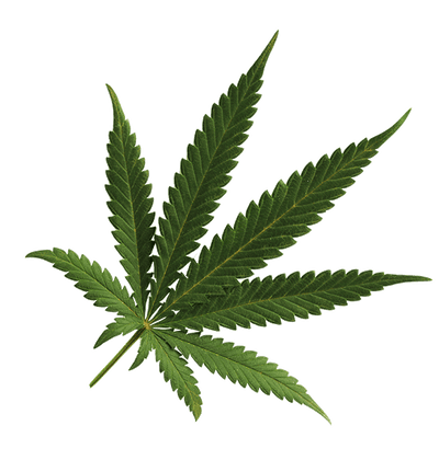 CBD News and Updates from Gold Medal CBD
